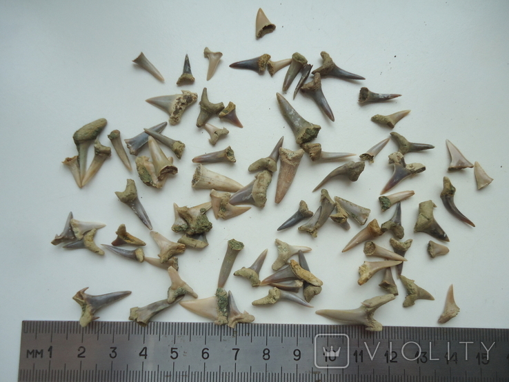 Fossilized teeth of sharks.60 million years.75pcs., photo number 2