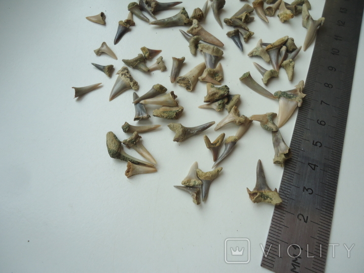 Скам'янілі зуби акул.60 млн років.75шт., фото №3