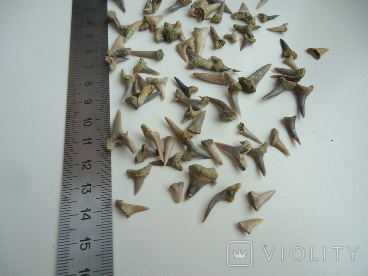 Fossilized teeth of sharks.60 million years.75pcs., photo number 4