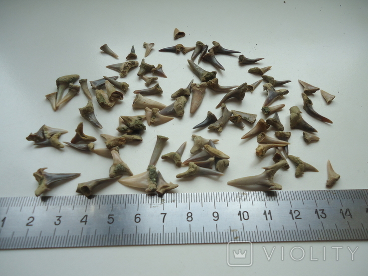 Fossilized teeth of sharks.60 million years.75pcs., photo number 5