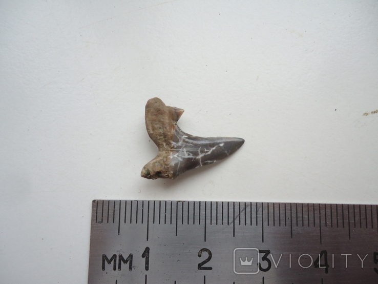 Fossilized shark tooth.60 million years., photo number 2