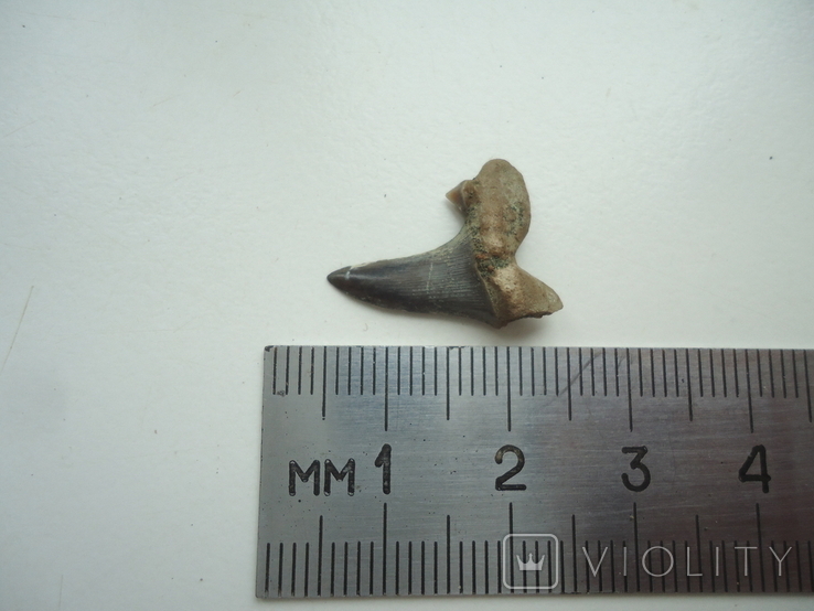 Скам'янілий зуб акули.60 млн років., фото №4