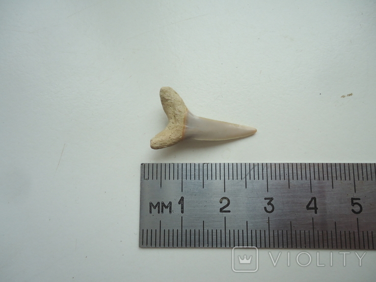 Скам'янілий зуб акули.60 млн років., фото №2