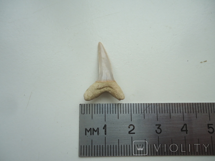 Fossilized shark tooth.60 million years., photo number 3