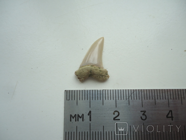 Fossilized shark tooth.60 million years., photo number 4