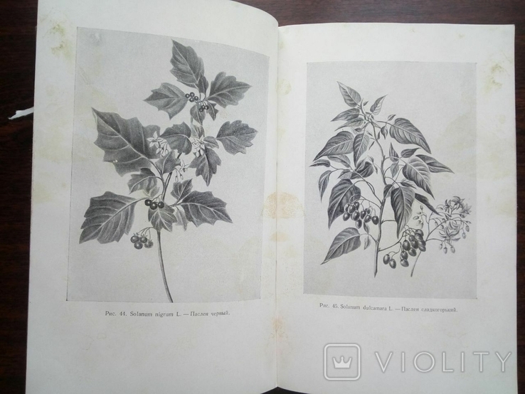 1951г.Токсикология ядовитых растений. И.А. Гусынин, photo number 11