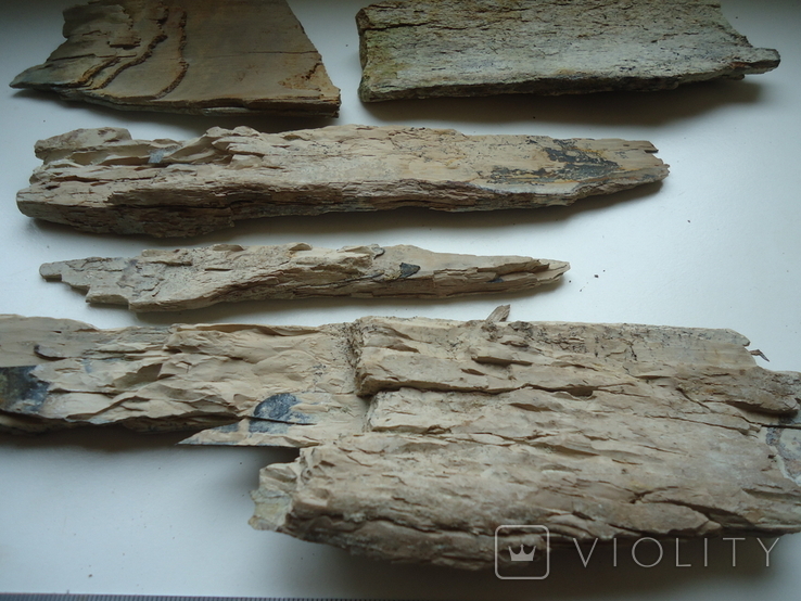 Fragments of mammoth tusk., photo number 8