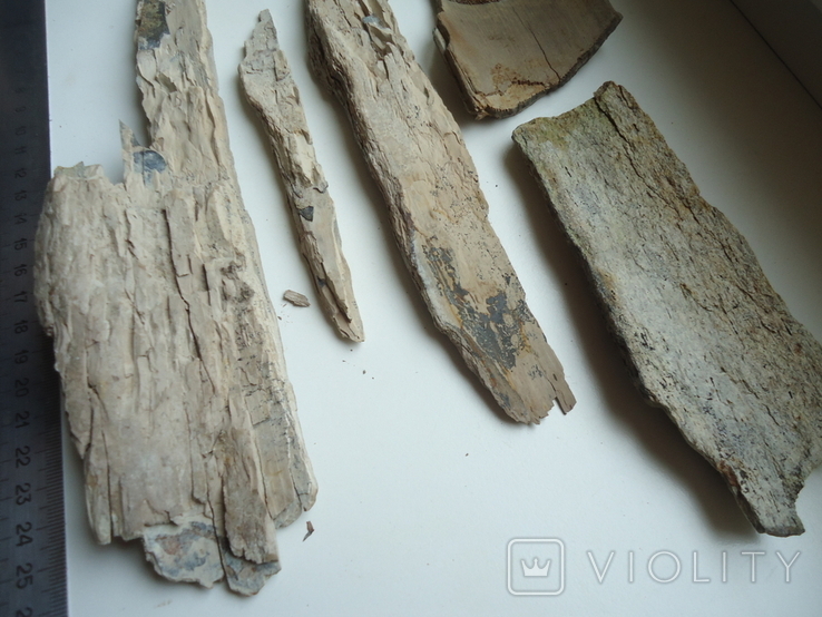 Fragments of mammoth tusk., photo number 9