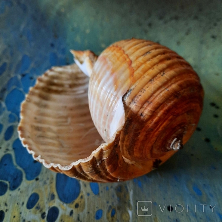 Shell (shell) from the Tyrrhenian Sea lot No1, photo number 6