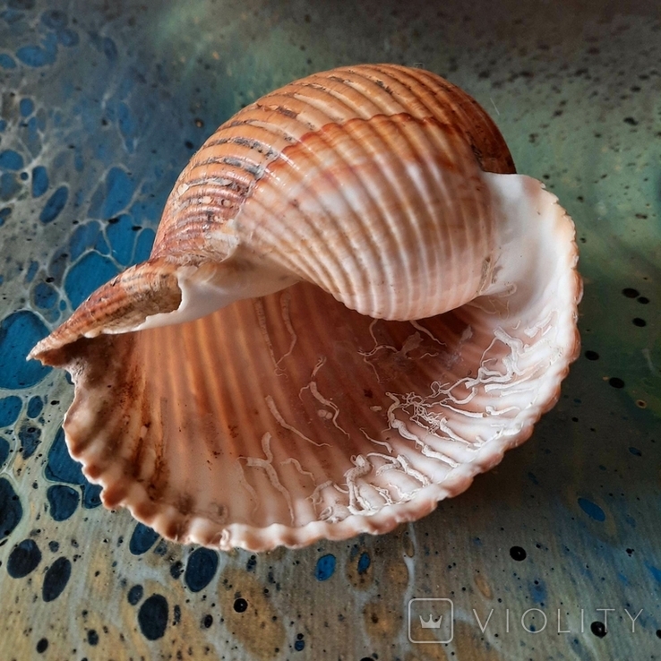 Shell (shell) from the Tyrrhenian Sea lot No1, photo number 9