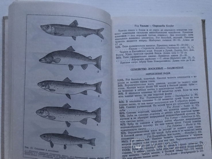 Determinant of freshwater fish fauna of the USSR. Moscow, 1977., photo number 5