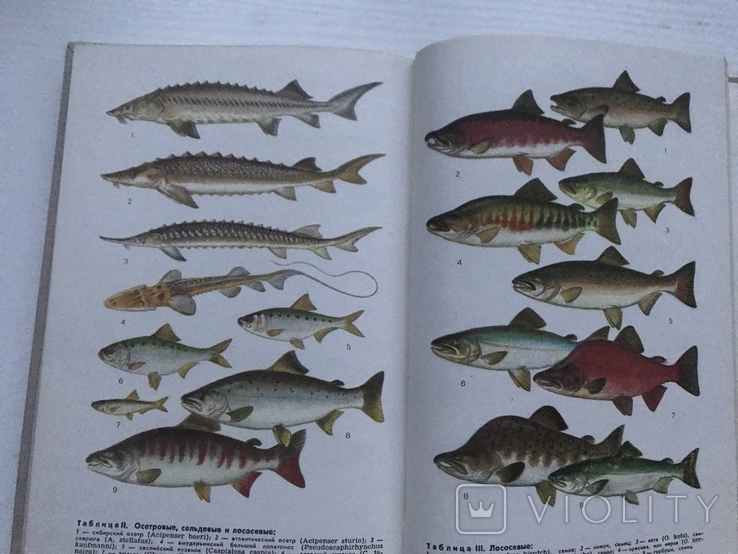 Determinant of freshwater fish fauna of the USSR. Moscow, 1977., photo number 7