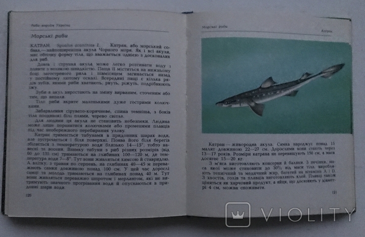 Fish of our reservoirs. A.Y. Shcherbukha. Kyiv, 1981 "Soviet school"., photo number 8