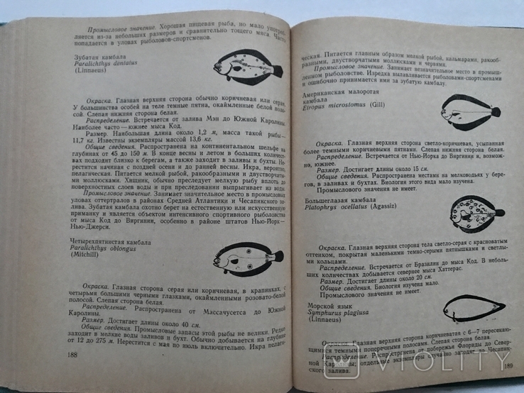 Guidelines for the identification of marine fish of the Atlantic coast of the United States. A. Perlmutter., photo number 9