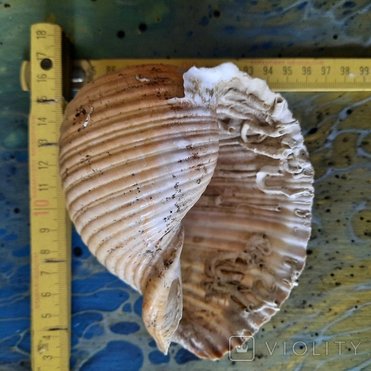 Shell (shell) No2 from the Tyrrhenian Sea, photo number 4