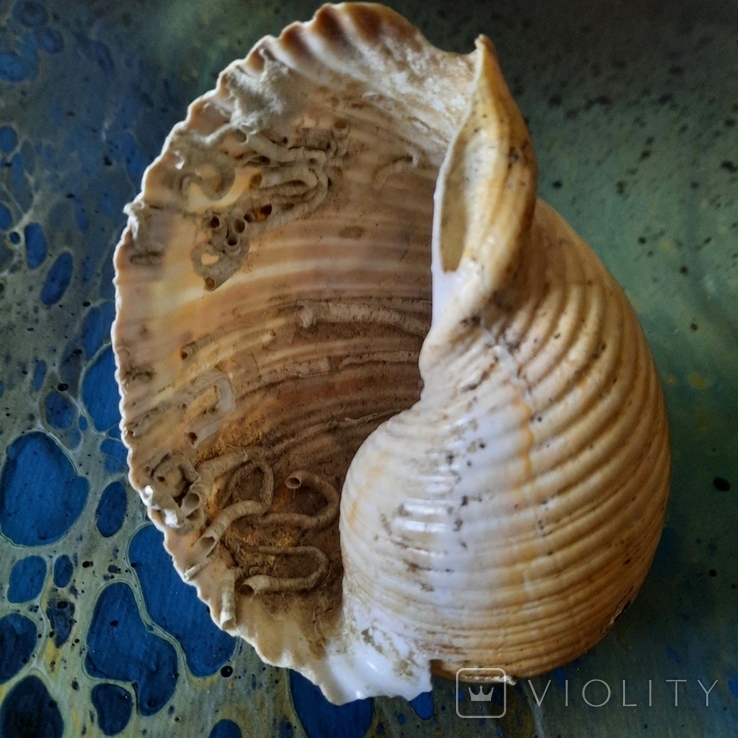 Shell (shell) No2 from the Tyrrhenian Sea, photo number 8