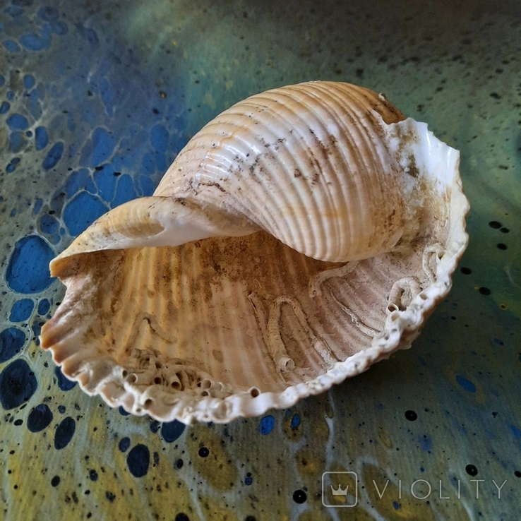 Shell (shell) No2 from the Tyrrhenian Sea, photo number 10