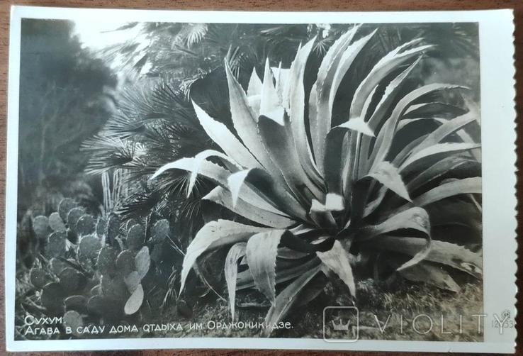 Довоєнна листівка «Сухумі. Агава в саду» 1935, фото №2