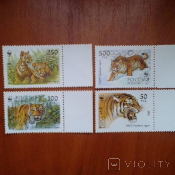 Fauna: tigers, cats, russia