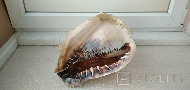 Океаническая ракушка Sea Shell. Винтаж., photo number 2