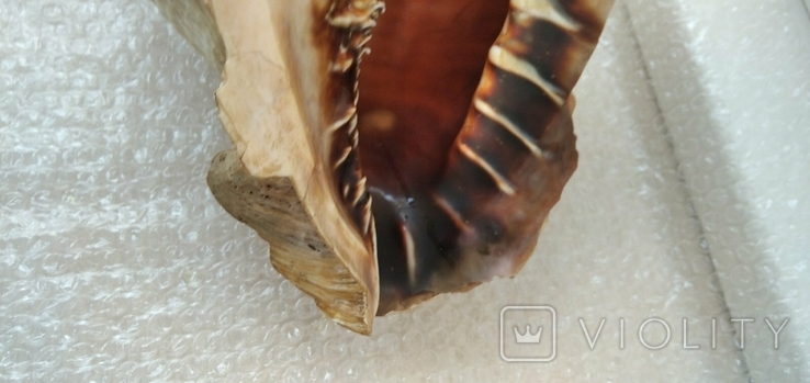 Океаническая ракушка Sea Shell. Винтаж., photo number 8