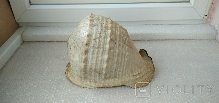 Океаническая ракушка Sea Shell. Винтаж., photo number 12