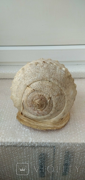 Океаническая ракушка Sea Shell. Винтаж., photo number 13