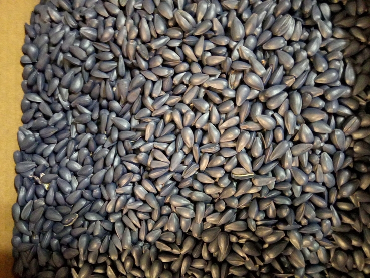 Семена подсолнуха - ФРАНЦИЯ - 5 кг, фото №9