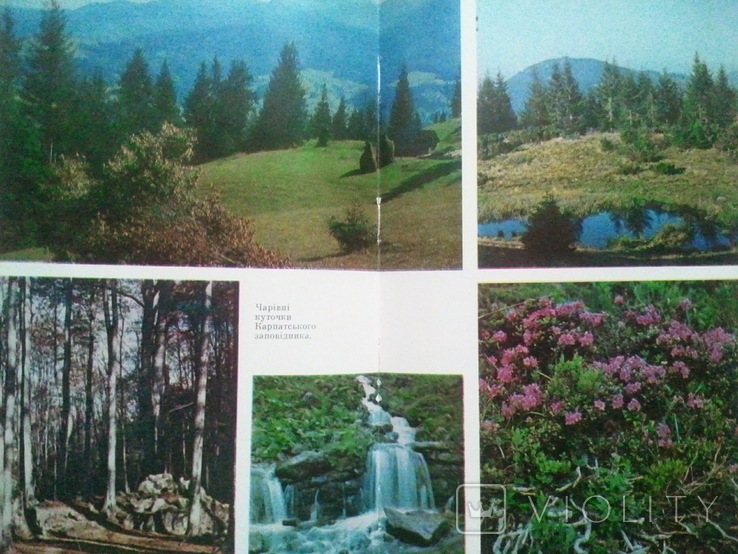 Carpathian reserve., photo number 13