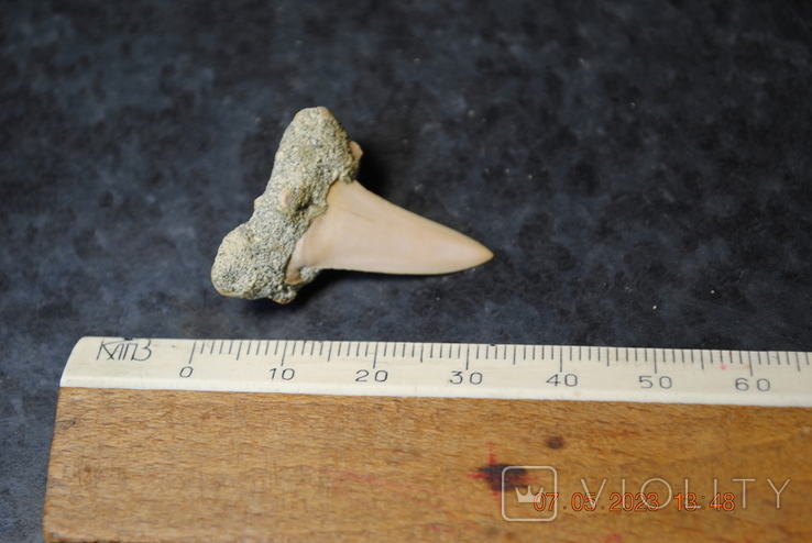 Скам'янілий зуб, фото №3