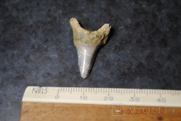 Скам'янілий зуб, фото №2