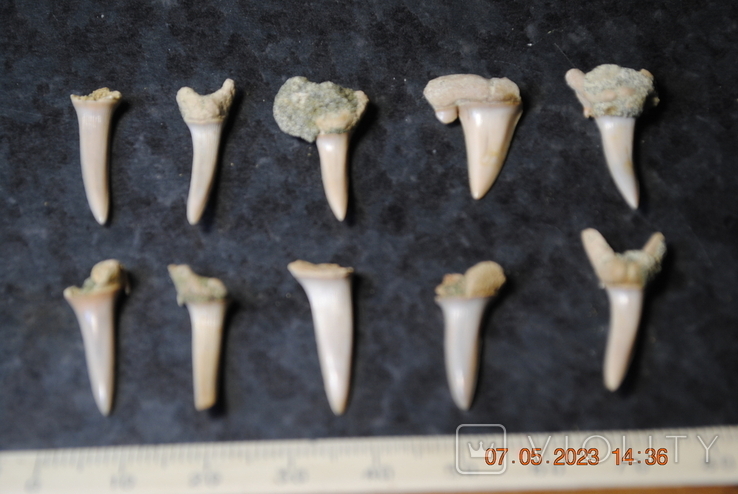 Скам'янілі зуби, фото №2