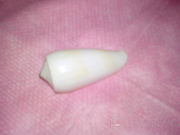 Cone magus assimilis 49mm, photo number 3