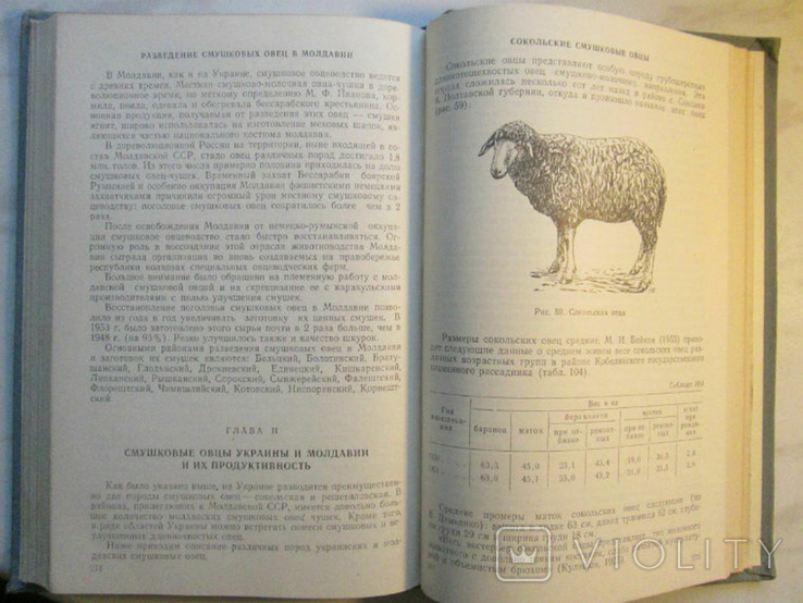 Astrakhan and smushka. Fundamentals of commodity science, photo number 9