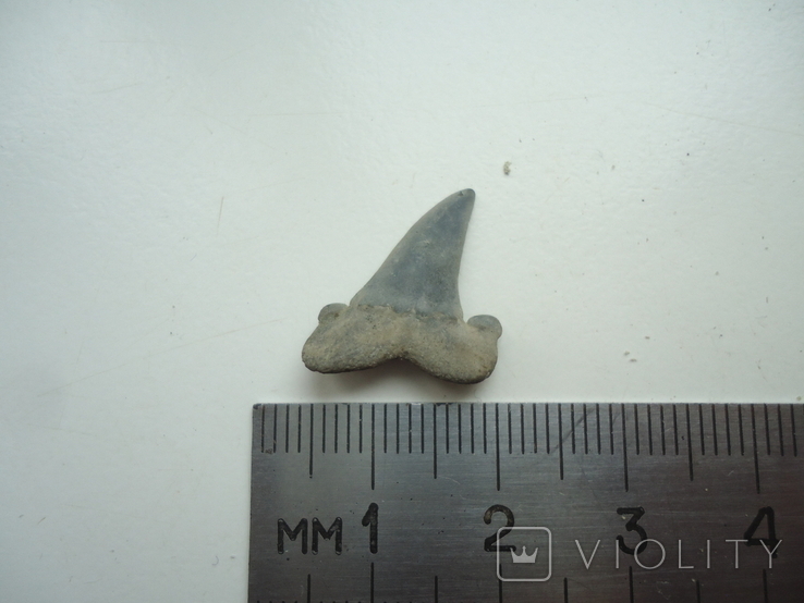 A fossilized shark tooth., photo number 2