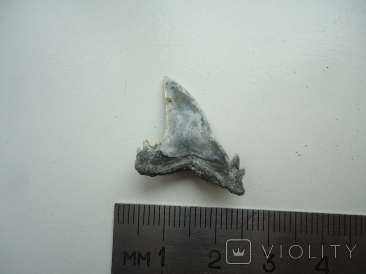 A fossilized shark tooth., photo number 2