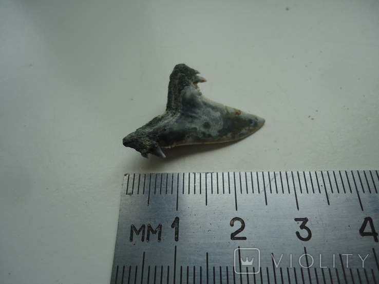 A fossilized shark tooth., photo number 3