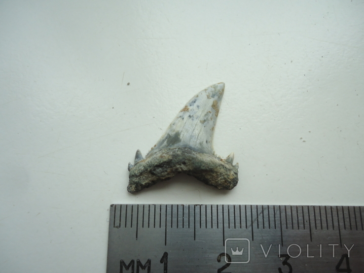 A fossilized shark tooth., photo number 6