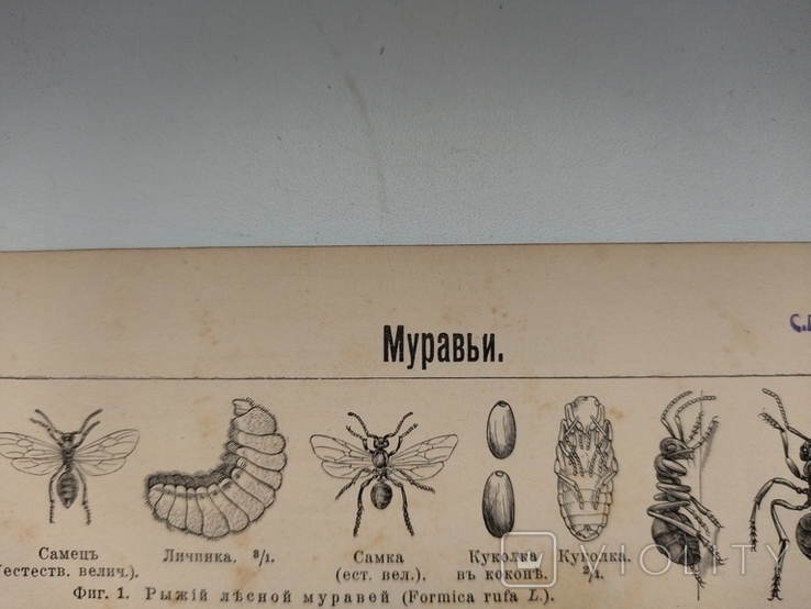 К.2.55 Дореволюционная таблица Муравьи Муравьиные растения, photo number 6