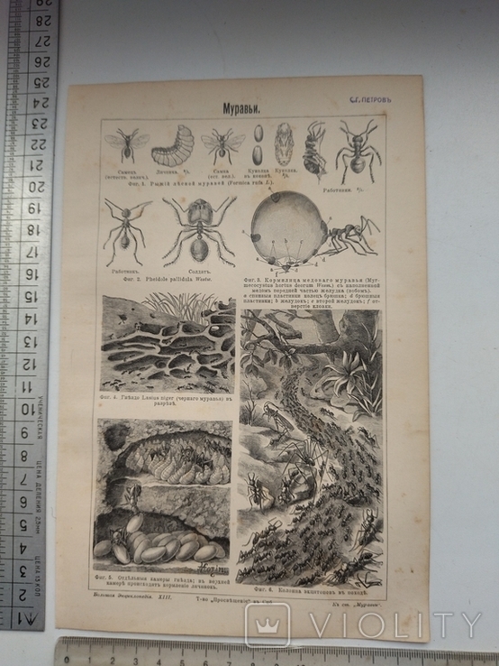 К.2.55 Дореволюционная таблица Муравьи Муравьиные растения, photo number 7