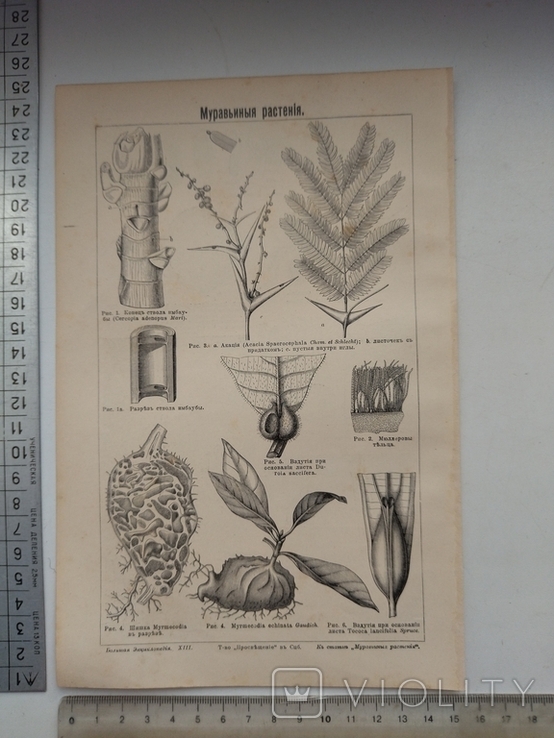 К.2.55 Дореволюционная таблица Муравьи Муравьиные растения, photo number 2