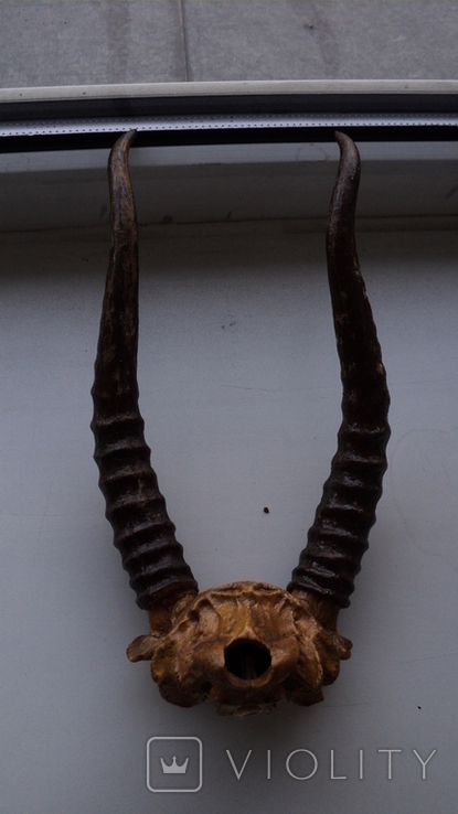 Saiga horns, 0.6 kg