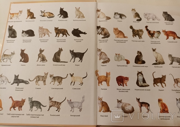 Енциклопедія. Коти. 50 найпопулярнійших пород. 2020., фото №3