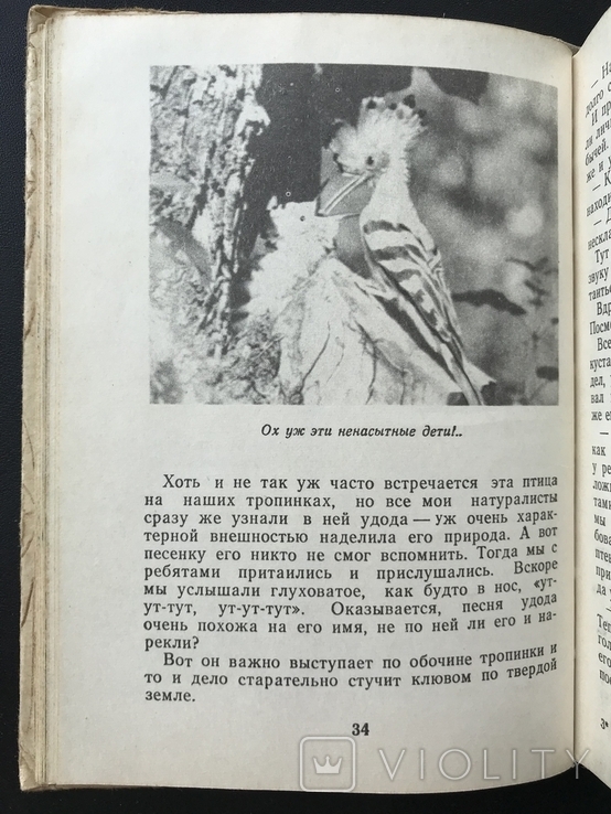 1980 Птицы живут на земле Совы Ласточки, photo number 9