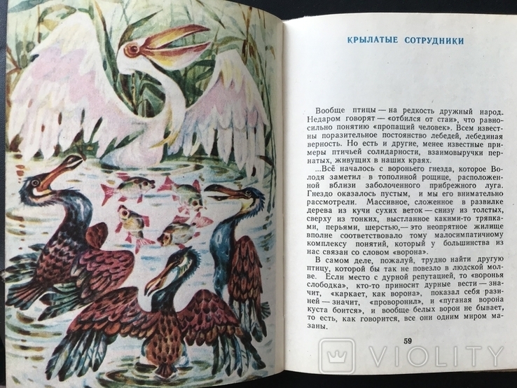 1980 Птицы живут на земле Совы Ласточки, photo number 13