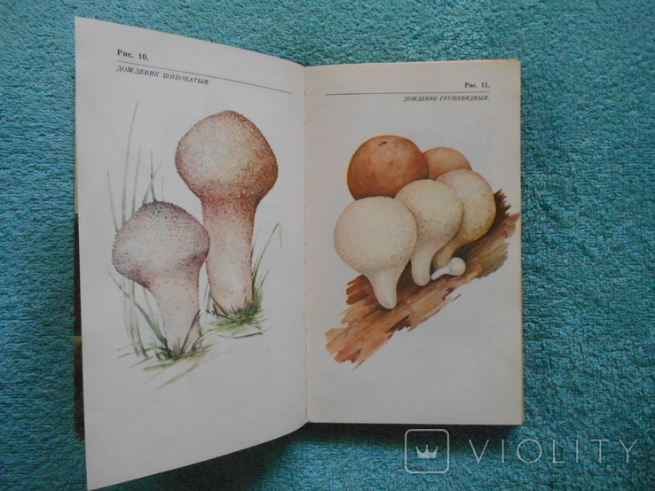 About mushrooms and mushroom pickers, photo number 5
