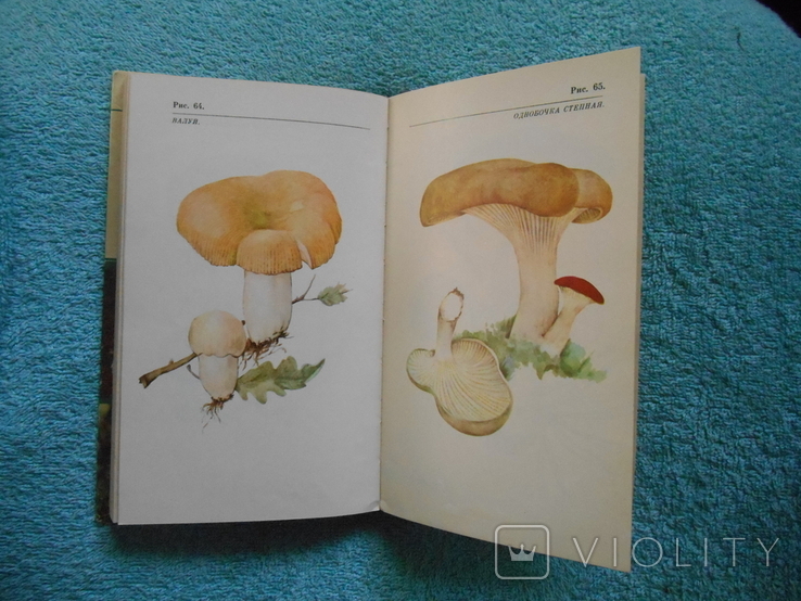 About mushrooms and mushroom pickers, photo number 13