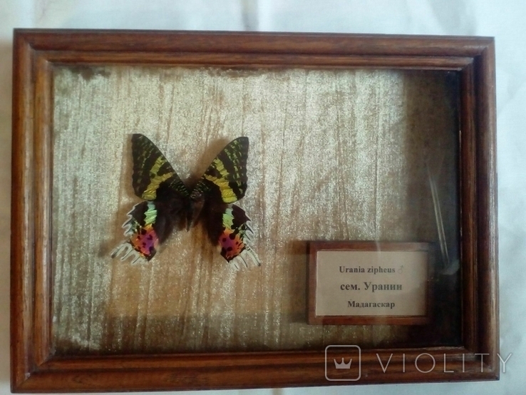 Тропическая бабочка Урания, photo number 2