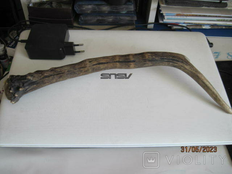 Roe deer horn, photo number 3