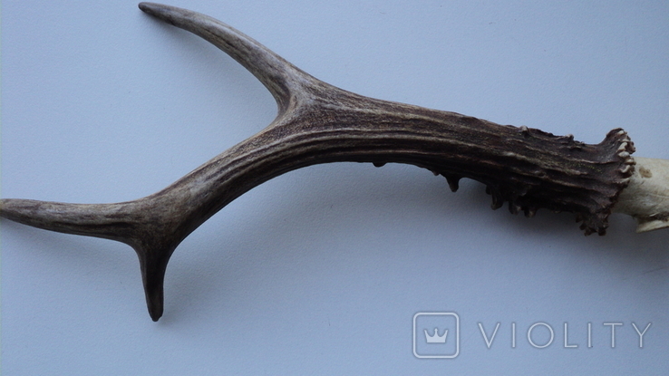 Roe deer horn, photo number 4